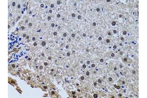 Immunohistochemistry of paraffin-embedded rat liver using SIN3A antibody (ABIN6293567) at dilution of 1:100 (40x lens). (SIN3A Antikörper)