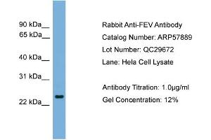 WB Suggested Anti-FEV  Antibody Titration: 0.