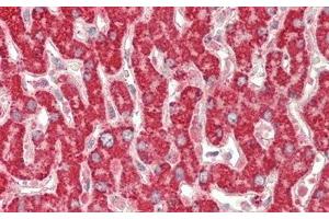 Detection of AST2 in Human Liver Tissue using Polyclonal Antibody to Aspartate Aminotransferase 2 (AST2) (AST2 (AA 30-430) Antikörper)