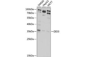 Western blot analysis of extracts of various cell lines, using DIO3 antibody (ABIN6128882, ABIN6139627, ABIN6139628 and ABIN6222629) at 1:1000 dilution.
