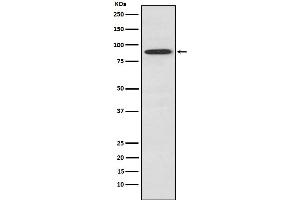 Western blot analysis of SAE2 / UBA2 expression in A549 cell lysate.