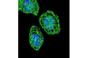 Immunofluorescence (IF) image for anti-Eukaryotic Translation Initiation Factor 2 Subunit 1 (EIF2S1) antibody (ABIN2997340)