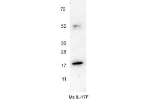Western blot using  anti-Mouse IL-17F antibody shows detection of a band ~18 kDa in size corresponding to recombinant mouse IL-17F. (IL17F Antikörper)