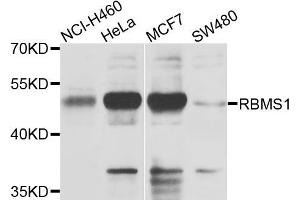 Western blot analysis of extracts of various cells, using RBMS1 antibody. (RBMS1 Antikörper)