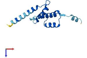 CDKN2AIPNL Protein (AA 1-116) (His tag)