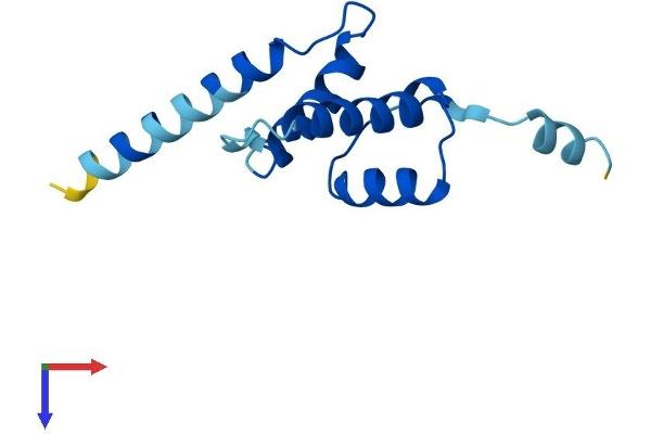 CDKN2AIPNL Protein (AA 1-116) (His tag)