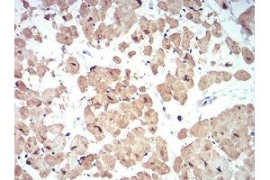 Immunohistochemistry (IHC) image for anti-Autophagy Related 13 (ATG13) (AA 339-550) antibody (ABIN5542701)