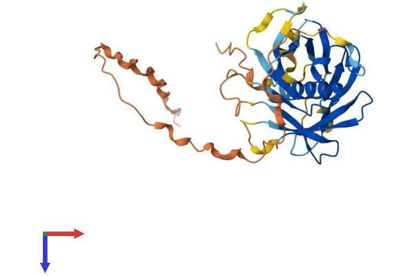 PLSCR3 Protein (AA 1-296) (His tag)