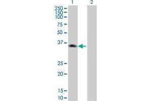 Western Blot analysis of ZNF187 expression in transfected 293T cell line by ZNF187 MaxPab polyclonal antibody. (ZNF187 Antikörper  (AA 1-325))
