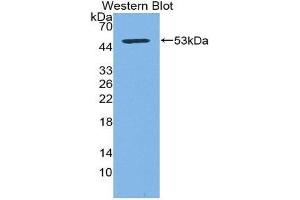 Western Blotting (WB) image for anti-CD83 (CD83) (AA 24-205) antibody (ABIN3205968) (CD83 Antikörper  (AA 24-205))