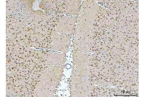 IHC analysis of NeuN/Rbfox3 using anti-NeuN/Rbfox3 antibody (ABIN7601068). (NeuN Antikörper  (AA 28-304))