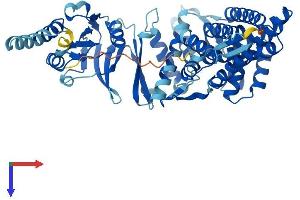 CCT7 Protein (AA 1-543) (His tag)