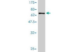 Western Blot detection against Immunogen (64. (SFTPD Antikörper  (AA 21-375))