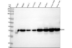 Western blot analysis of DDAH1 using anti-DDAH1 antibody (ABIN4886560).