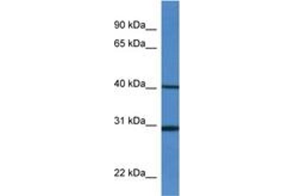 H13 anticorps  (AA 240-289)