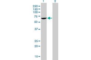 Western Blot analysis of FANCG expression in transfected 293T cell line by FANCG monoclonal antibody (M01), clone 2C8.