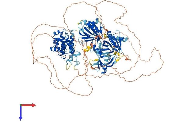 PLEKHM2 Protein (AA 1-1018) (His tag)