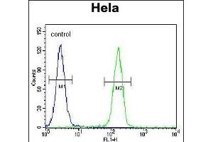 TFIIIC90 Antibody (N-term) (ABIN655899 and ABIN2845299) flow cytometric analysis of Hela cells (right histogram) compared to a negative control cell (left histogram).