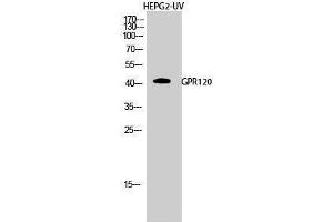 Western Blotting (WB) image for anti-omega-3 Fatty Acid Receptor 1 (O3FAR1) (Internal Region) antibody (ABIN3175326) (O3FAR1 Antikörper  (Internal Region))