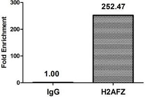 Chromatin Immunoprecipitation Hela (4*10 6 , treated with 30 mM sodium butyrate for 4h) were treated with Micrococcal Nuclease, sonicated, and immunoprecipitated with 8 μg anti-H2AFZ (ABIN7139148) or a control normal rabbit IgG. (H2AFZ Antikörper  (acLys11))