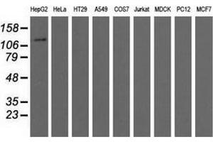 Western blot analysis of extracts (35 µg) from 9 different cell lines by using anti-MICAL1 monoclonal antibody. (MICAL1 Antikörper)