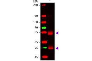 Image no. 1 for Goat anti-Rat IgG (Whole Molecule) antibody (ABIN1102379) (Ziege anti-Ratte IgG (Whole Molecule) Antikörper)