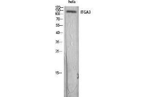 Western Blot (WB) analysis of HeLa lysis using ITGA3 antibody. (ITGA3 Antikörper)