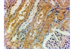 ABIN2613486 (2µg/ml) staining of paraffin embedded Human Kidney. (Tensin 1 Antikörper  (AA 902-914))