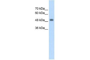 CUEDC1 antibody used at 2. (CUEDC1 Antikörper  (Middle Region))