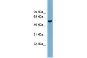 Image no. 1 for anti-Family with Sequence Similarity 83, Member E (FAM83E) (AA 359-408) antibody (ABIN6744108)