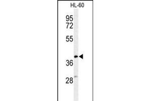 Western blot analysis of CYTB Antibody (Center) (ABIN653573 and ABIN2842948) in HL-60 cell line lysates (35 μg/lane). (Cytochrome b Antikörper  (AA 201-228))
