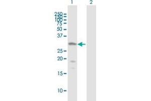 Western Blot analysis of HDAC7A expression in transfected 293T cell line by HDAC7A MaxPab polyclonal antibody. (HDAC7 Antikörper  (AA 1-276))