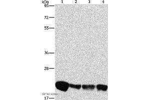 Western blot analysis of A549, K562, hela and hepG2 cell, using PEBP1 Polyclonal Antibody at dilution of 1:475 (PEBP1 Antikörper)