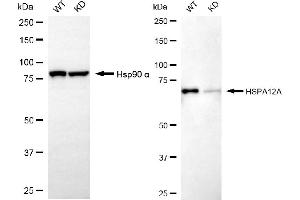 Western blotting analysis using HSPA12A antibody (ABIN7798849). (Rekombinanter HSPA12A Antikörper)