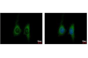 ICC/IF Image KIR2DL4 antibody detects KIR2DL4 protein at cytoplasm by immunofluorescent analysis.