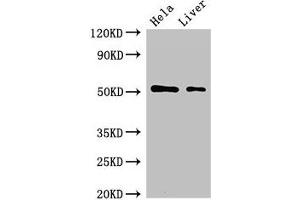 Western Blot Positive WB detected in: Hela whole cell lysate, Rat liver tissue All lanes: SLC10A3 antibody at 2 μg/mL Secondary Goat polyclonal to rabbit IgG at 1/50000 dilution Predicted band size: 51, 48 kDa Observed band size: 51 kDa (SLC1A3 Antikörper  (AA 7-151))