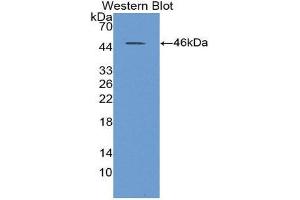 Western Blotting (WB) image for anti-Sialidase 1 (Lysosomal Sialidase) (NEU1) (AA 47-415) antibody (ABIN1859988) (NEU1 Antikörper  (AA 47-415))