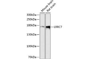 Western blot analysis of extracts of various cell lines, using LRRC7 antibody (ABIN6128203, ABIN6143347, ABIN6143348 and ABIN6216986) at 1:3000 dilution. (LRRC7 Antikörper  (AA 730-890))