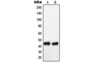 Western blot analysis of NIP1 expression in Ramos (A), COLO205 (B) whole cell lysates. (BNIP1 Antikörper  (C-Term))