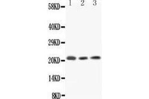 Western Blotting (WB) image for anti-Interleukin 18 (IL18) (AA 37-194) antibody (ABIN3042518) (IL-18 Antikörper  (AA 37-194))