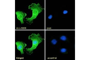 (ABIN334388) Immunofluorescence analysis of paraformaldehyde fixed U251 cells, permeabilized with 0. (DRD5 Antikörper  (Internal Region))