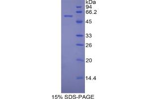 SDS-PAGE analysis of Mouse PDI Protein.