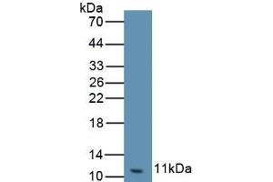 CXCL3 抗体  (AA 41-113)