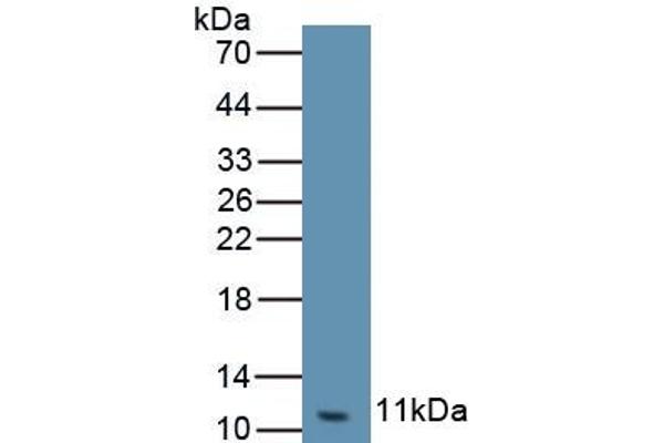CXCL3 Antikörper  (AA 41-113)