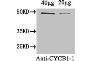 Western Blot Positive WB detected in: Arabidopsis thaliana (40 μg, 20 μg) All lanes: CYCB1-1 antibody at 1. (CYCB1-1 (AA 1-428) Antikörper)