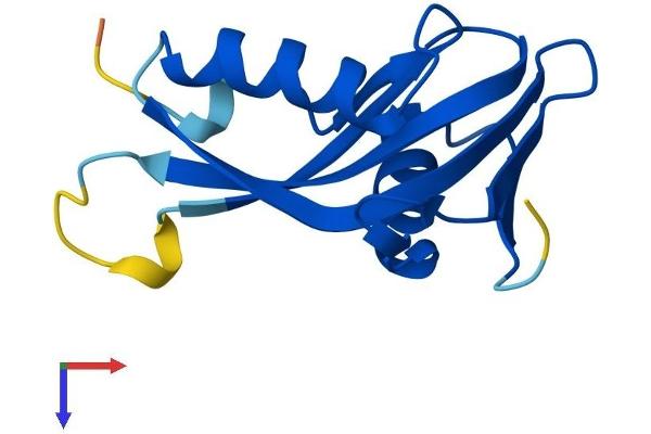 PHPT1 Protein (AA 1-124) (His tag)