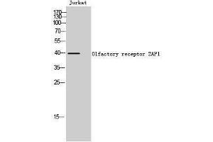 Western Blotting (WB) image for anti-Olfactory Receptor, Family 2, Subfamily AP, Member 1 (OR2AP1) (C-Term) antibody (ABIN3186051) (OR2AP1 Antikörper  (C-Term))