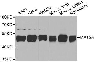 Western blot analysis of extracts of various cell lines, using MAT2A antibody. (MAT2A Antikörper)