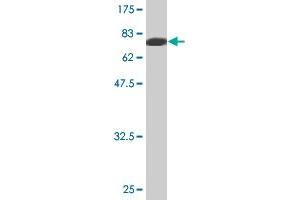 Western Blot detection against Immunogen (81. (MYOC Antikörper  (AA 1-504))