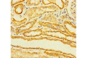 Immunohistochemistry of paraffin-embedded human kidney tissue using ABIN7173039 at dilution of 1:100 (TMEM120B Antikörper  (AA 1-101))